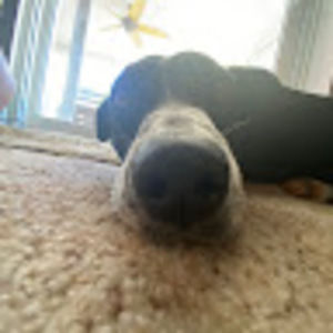 Meet your Posher, Maggie